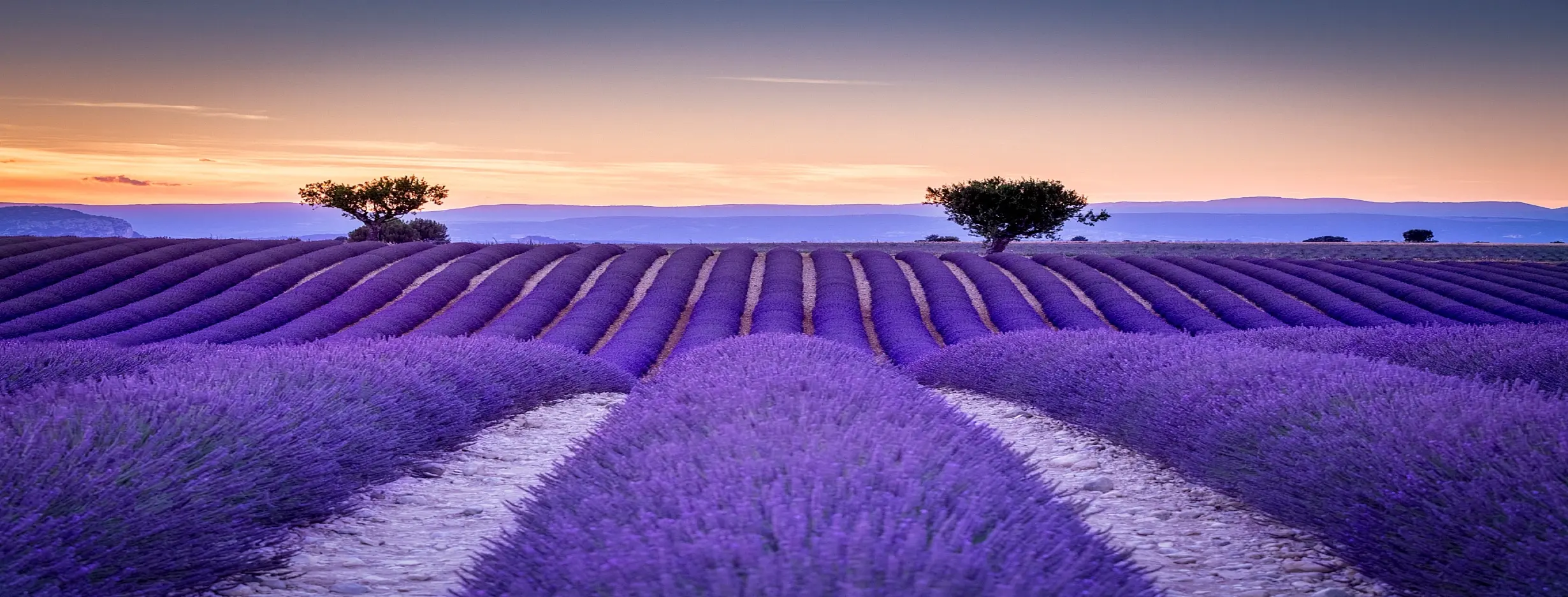 Image for Artistic Flair and Lavender Fields